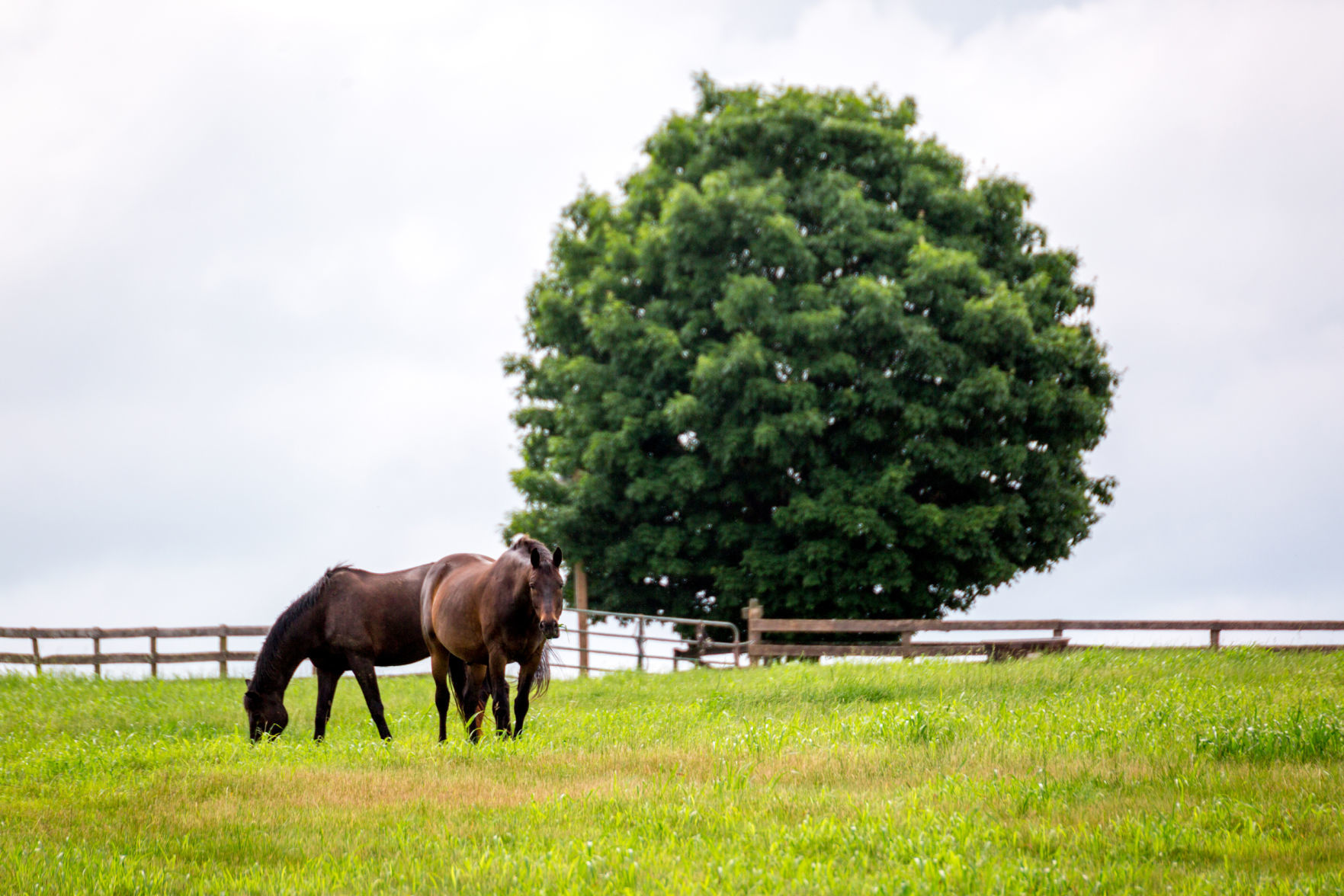 Sweet Briar horses 02